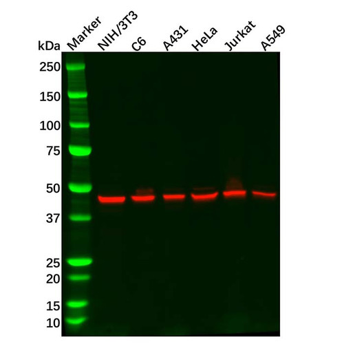 recombinant arp3 antibody (c09-0740-125)