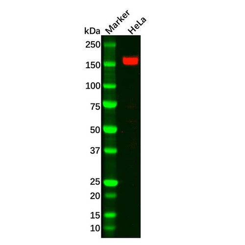 ask1 antibody (c09-0740-142)