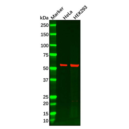 atf-4 antibody (c09-0740-157)