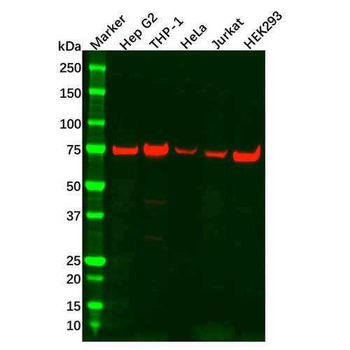 atg7 antibody (c09-0740-169)