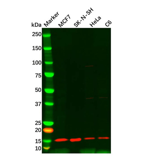 atp6j/atp6v1g1 antibody (c09-0740-180)