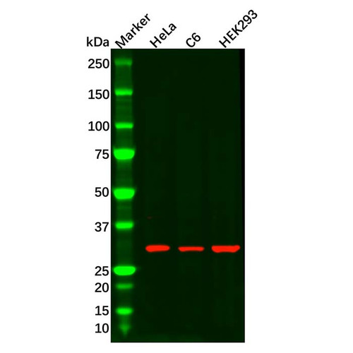 atp6v1d antibody (c09-0740-185)