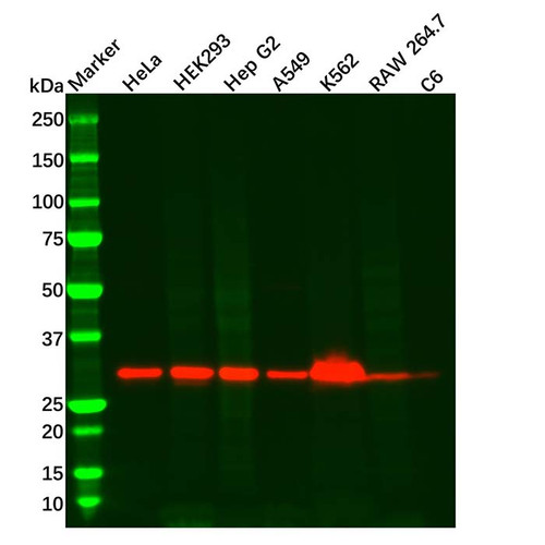 atp6v1e1 antibody (c09-0740-192)