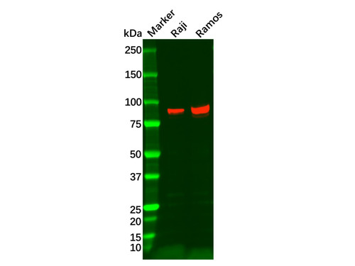 recombinant bcl6 antibody (c09-0740-222)