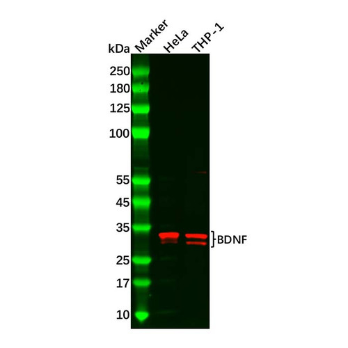 bdnf antibody (c09-0740-229)