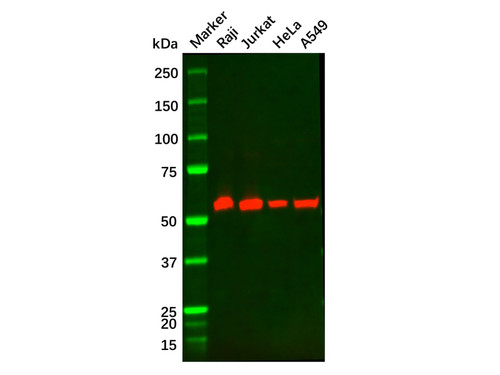 becn1 mouse mab (c09-0740-233)