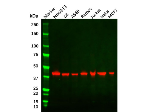 beta actin antibody (c09-0740-242)