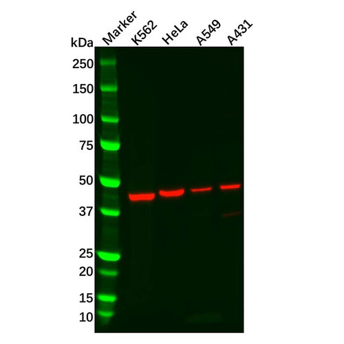 recombinant bmp4 antibody (c09-0740-262)