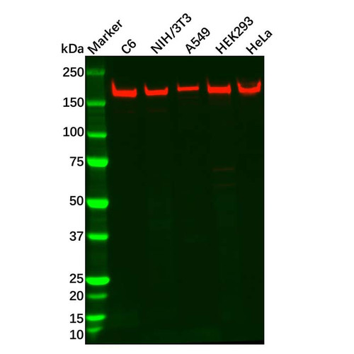 brca1 antibody (c09-0740-279)