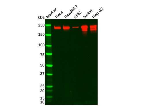 brg1 mouse mab (c09-0740-282)