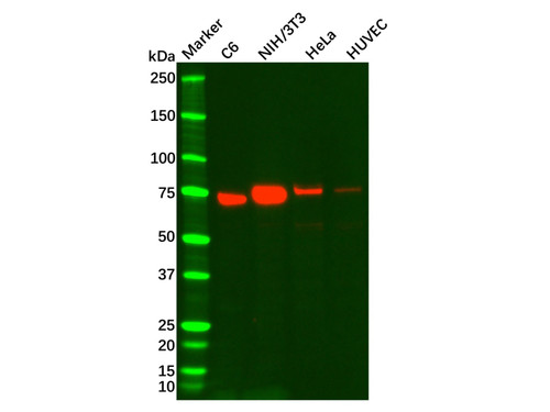 recombinant caldesmon/cdm antibody (c09-0740-299)