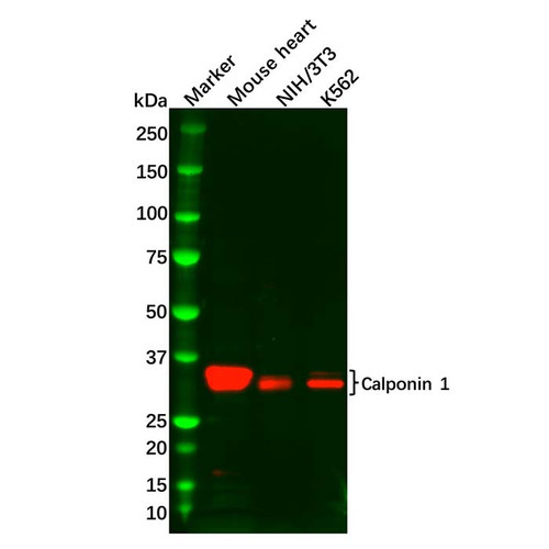 calponin 1 antibody (c09-0740-308)