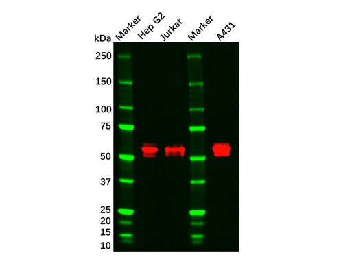 camkii mouse mab (c09-0740-316)