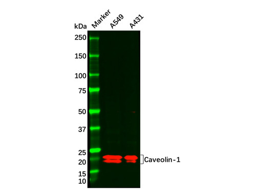 caveolin-1 antibody (c09-0740-375)