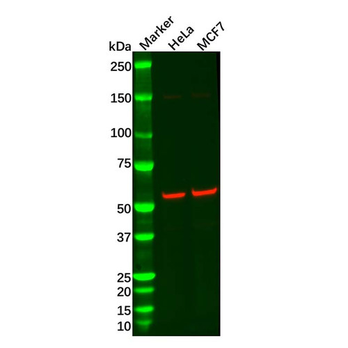 cct2 antibody (c09-0740-382)