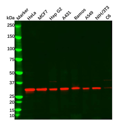 cdk4 antibody (c09-0740-559)