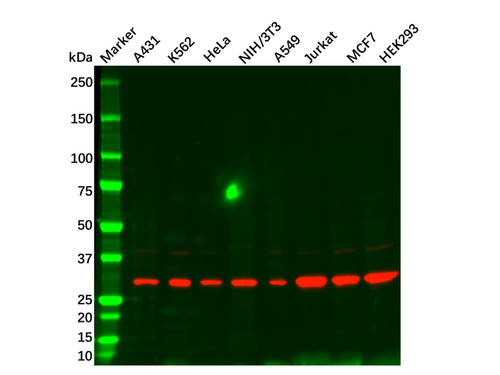 cdk5 mouse mab (c09-0740-563)