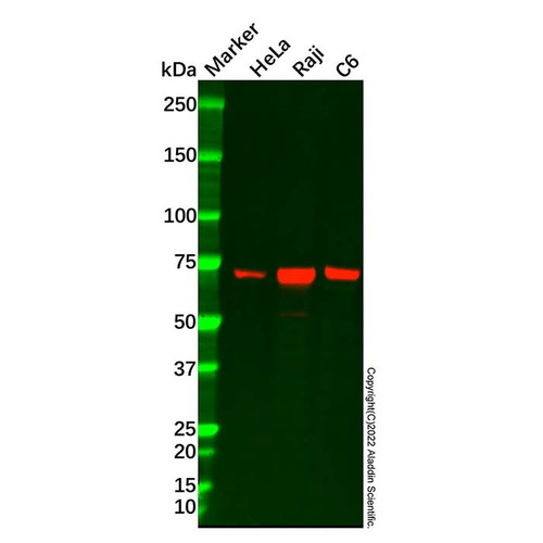 cdt1/dup antibody (c09-0740-575)