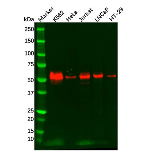 recombinant c-myc antibody (c09-0740-644)