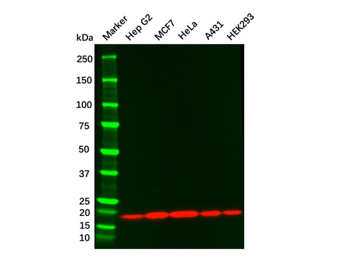 cofilin 1 mouse mab (c09-0740-648)