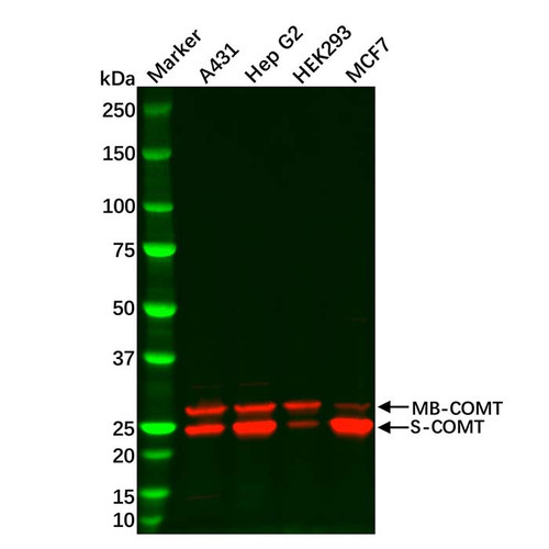 comt antibody (c09-0740-667)