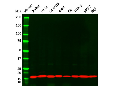 cox iv mouse mab (c09-0740-677)