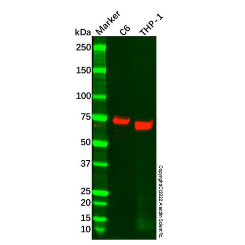 cox1/cyclooxygenase 1 antibody (c09-0740-681)