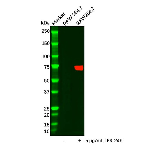 cox2 antibody (c09-0740-683)