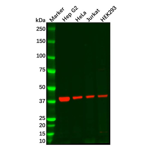 creb3 antibody (c09-0740-700)