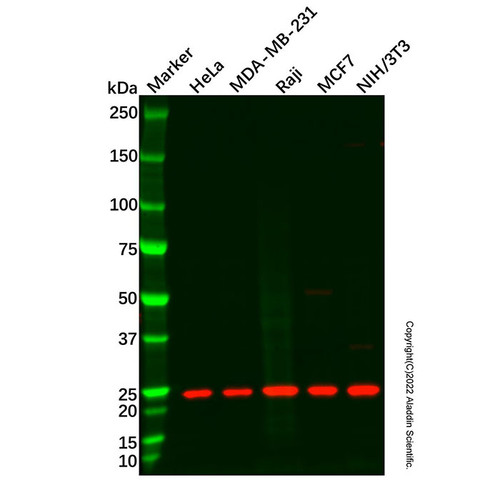 csp-c antibody (c09-0740-721)