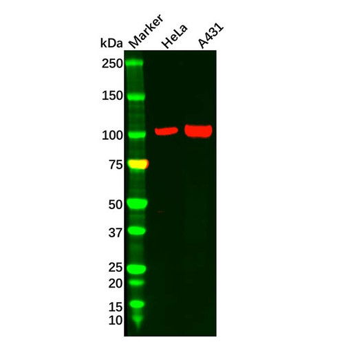 ctnna1 antibody (c09-0740-744)