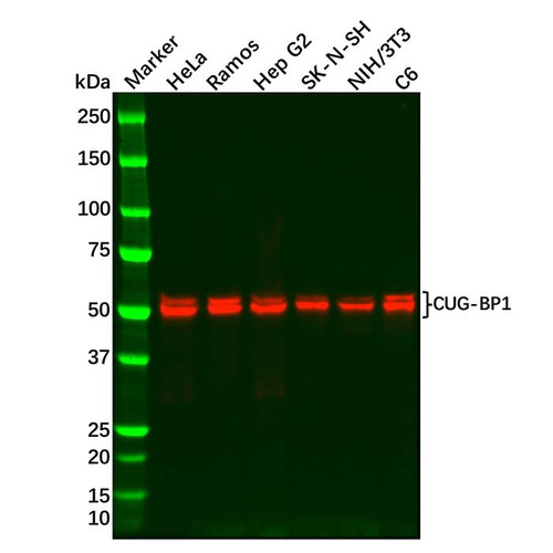 recombinant cug-bp1 antibody (c09-0740-757)