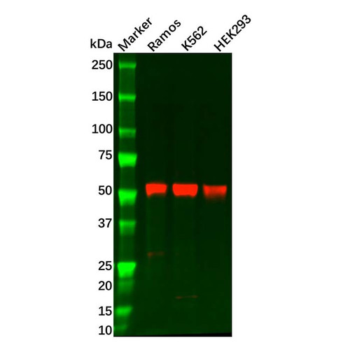 cyclin b1 antibody (c09-0740-768)