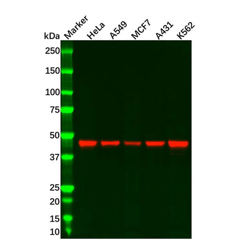 recombinant cyclin b2/ccnb2 antibody (c09-0740-769)