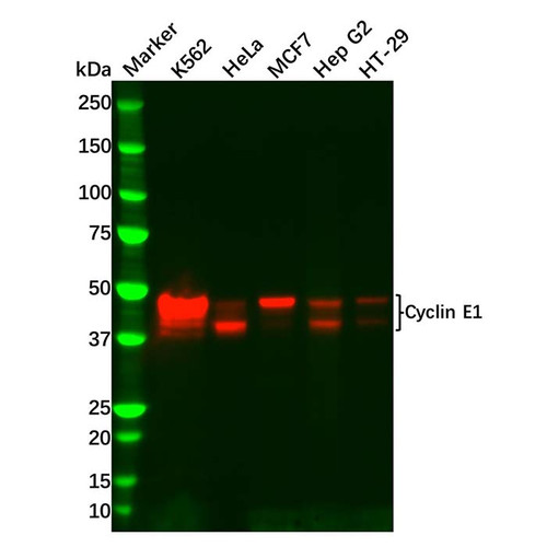 recombinant cyclin e1 antibody (c09-0740-779)