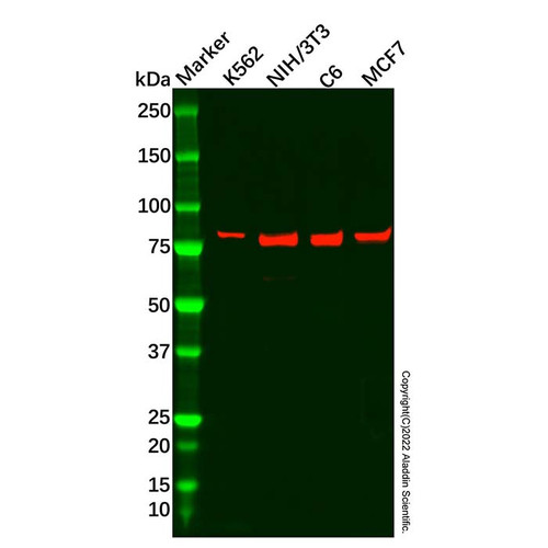 recombinant cyclin t1 antibody (c09-0740-787)