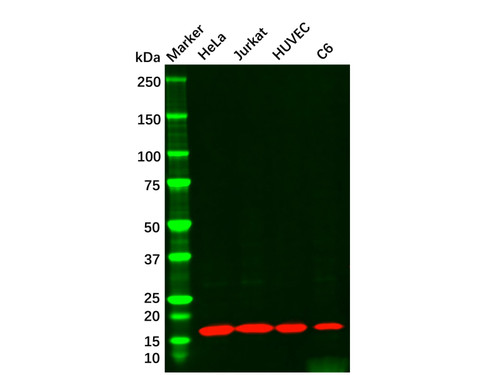 cyclophilin a mouse mab (c09-0740-790)