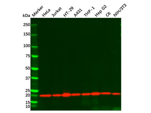 cyclophilin b mouse mab (c09-0740-797)