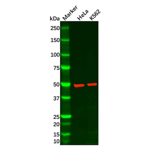 recombinant dek antibody (c09-0740-866)