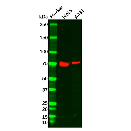 dishevelled/dvl1 antibody (c09-0740-876)