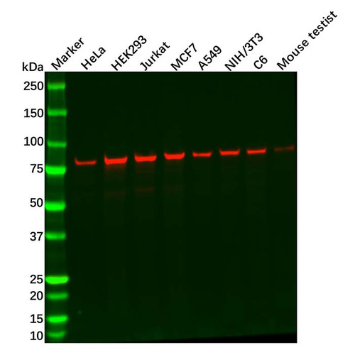 dnajc2/zrf1 antibody (c09-0740-890)