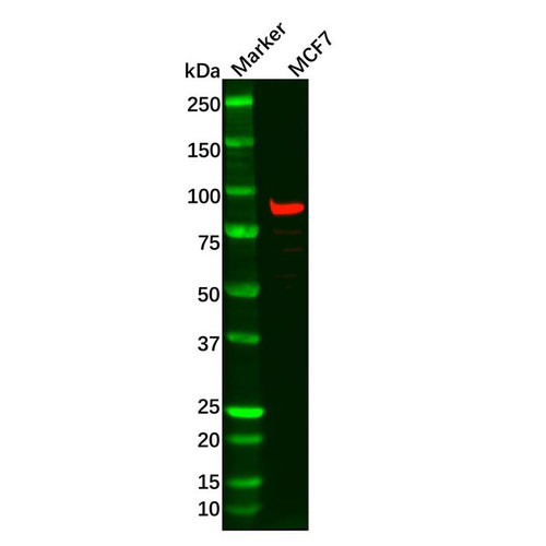 dtx3l antibody (c09-0740-904)