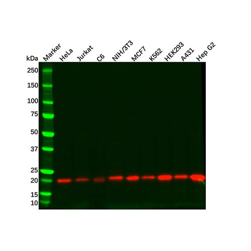 dusp3 antibody (c09-0740-908)