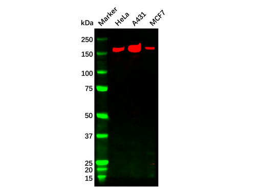 erbb2/her2 mouse mab (c09-0741-027)