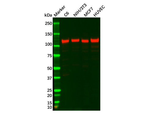 fak antibody (c09-0741-080)