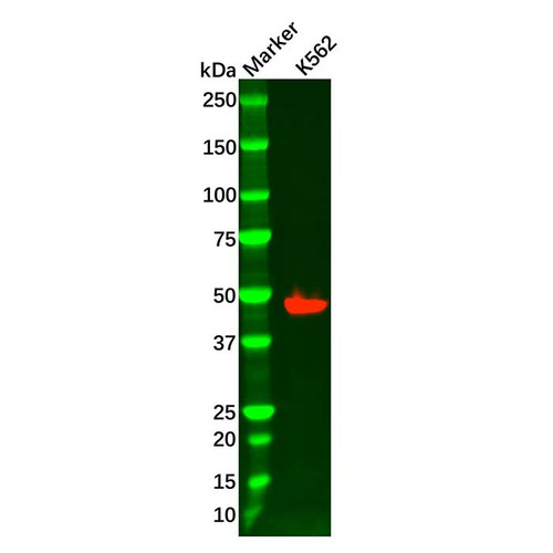 recombinant foxl2 antibody (c09-0741-151)