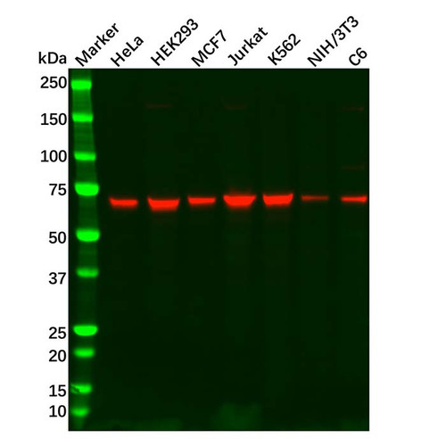 recombinant gad67 antibody (c09-0741-180)