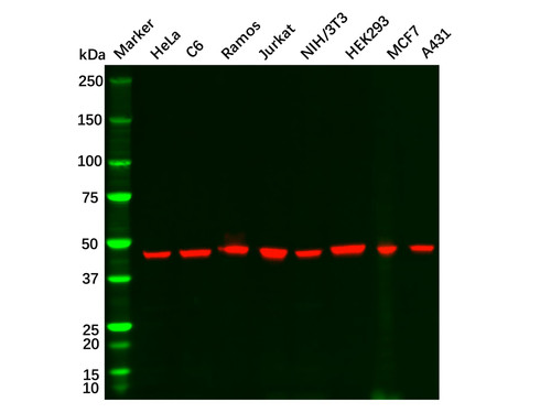 recombinant gamma tubulin antibody (c09-0741-199)