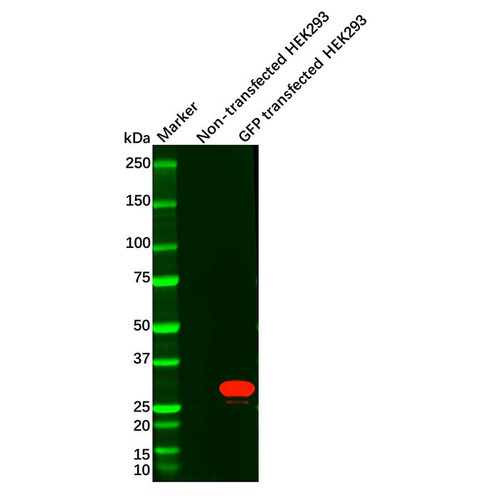 recombinant gfp antibody (c09-0741-244)