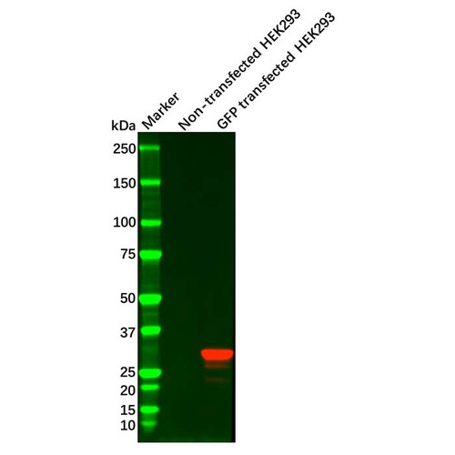 gfp mouse mab (c09-0741-247)